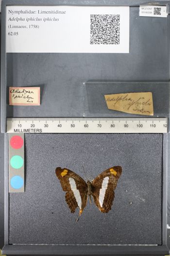 Media type: image;   Entomology 145338
